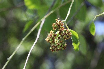 Indian Sandalwood (Santalum album) flower close up