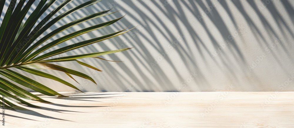 Wall mural Textured white background with palm leaf shadow creating copy space image.