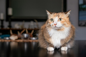 Nervous cat with ears back sitting on dinning room table. Cute fluffy kitty cat looking at camera with shy or anxious body language. Multicolored long hair cat, calico or torbie. Selective focus. © Petra Richli