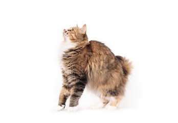 Curious cat standing and looking upwards on a white background. Side view of fluffy kitty cat in alert posture. Hunting or surprised body language. Long hair calico or torbie cat. Selective focus.