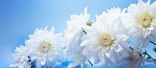 Obraz premium Close-up of a large, fluffy light blue Dahlia flower on a white backdrop with clipping path for design, showing a copy space image.