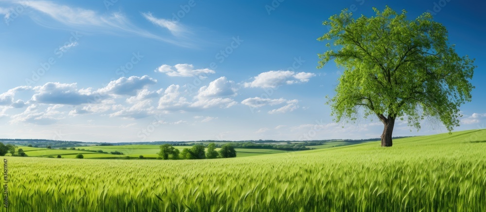 Wall mural A solitary, ancient oak tree stands in a field with a harvested wheat crop, with a green-leaved oak and plenty of copy space image available.