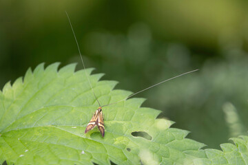longhorned butterfly Nemophora degeerella male in close view on low vegetation