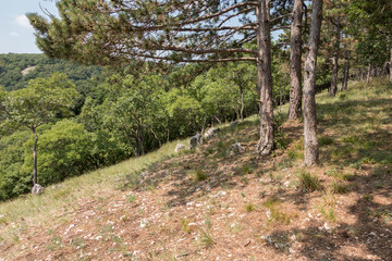 Landscape with trees and mountains with pine trees in the foreground.