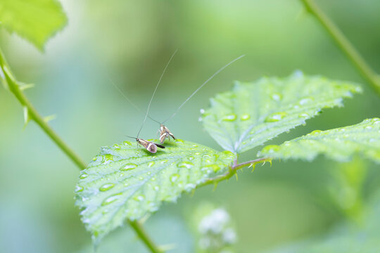longhorned butterfly Nemophora degeerella male in close view on low vegetation