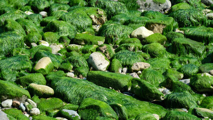 A landscape of green algae covered stones at seaside beach in Devon, England UK