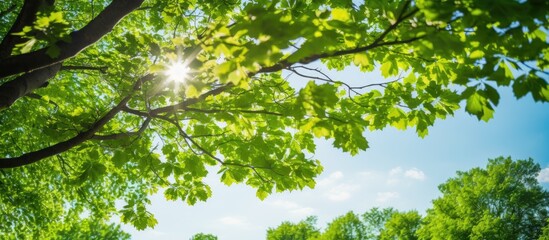 A beautiful German forest with beech and oak trees features strong trunks and lush green foliage, seen from below in a unique perspective with copy space image.