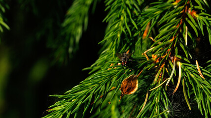 A detailed view of a pine tree branch against a dark backdrop