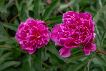 Piwonia (Paeoniaceae, Peony)
