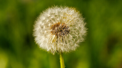 A detailed view of a dandelion against a vibrant green backdrop
