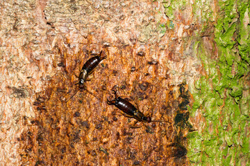 Der Gemeine Ohrwurm (Forficula auricularia)	