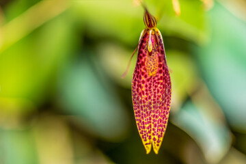close up of a orchid flower