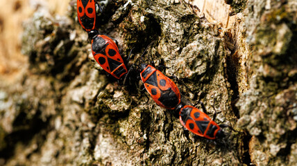 A group of red and black bugs, arthropods, is crawling on a tree trunk