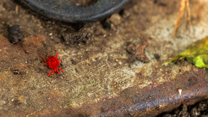 A small red bug is perched on top of a weathered piece of metal