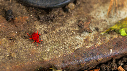 A small red bug on a weathered surface, surrounded by nature elements