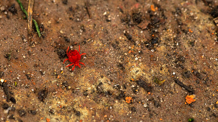 A tiny red insect is moving across the earths surface