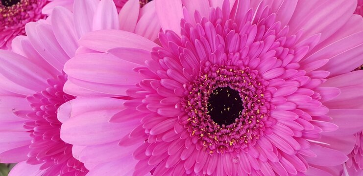 flor fusia primaverales 