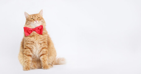 Cat with a red bow tie sits on a white background. White background studio shot of feline. Domestic cat looking up. Close-up portrait of Cat on white. Indoor cat. Copy space. Holiday postcard