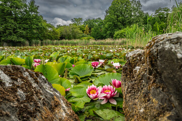 Staw i lilie wodne © Ania Burczyńska