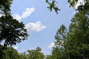 The clouds in the sky over the trees.