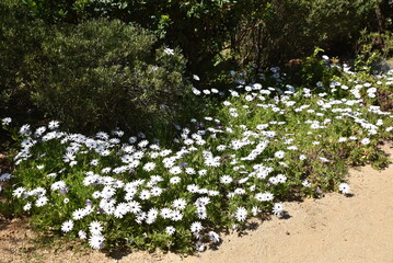 Plate-bande de dimorphoteca blanc au printemps