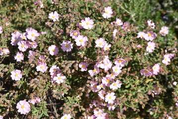 Cistus skanbergii à fleurs roses au printemps