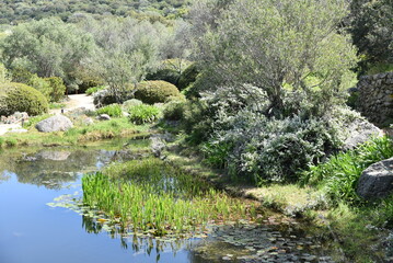 Jardin d'eau méditerranéen au printemps 
