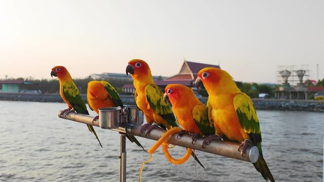 Parrot Bird in Bang Pu seaside is one of the beautiful bird watching and Sunset viewpoints in Sichan Pradit Bridge Viewpoint in bangpu samutprakarn thailand - Animal and Wildlife  