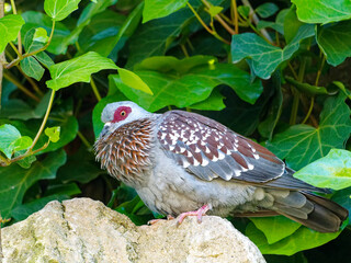 Closeup of a cooing Columba Guinea, with ruffled throat feathers, bird park in Villars-les-Dombes, France