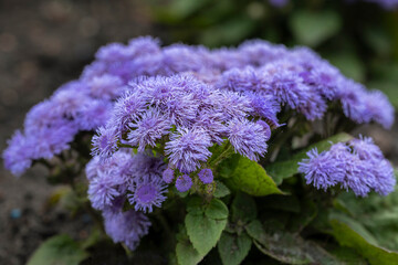 Żeniszek meksykański (Ageratum houstonianum, Flossflower)