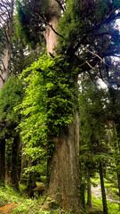 納池公園 綺麗な湧水と澄んだ小川