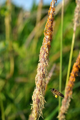 Apis cerana (Asian honey bee) is working on Alang-grass