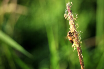 Apis cerana (Asian honey bee) is working on Alang-grass