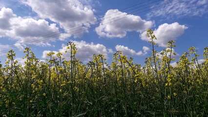 field of grass and sky