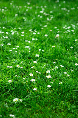 Beautiful eco background, green grass and white chamomile flowers