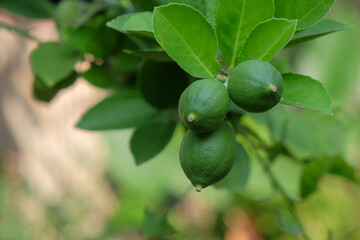 Oranges are still young and green. Three Oranges on a branch