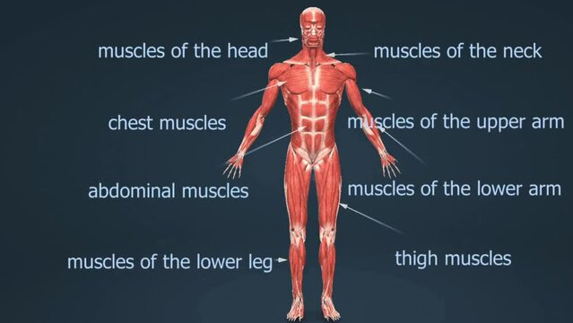 Human Muscular System