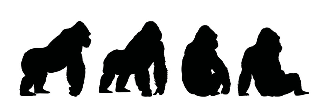 set of  gorilla silhouette - vector illustration