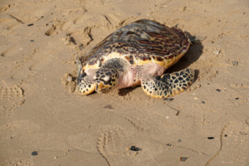 Animal scene of Sea turtle walking on the sand beach go to the sea at sattahip thailand - Volunteers release turtles into the sea Return to nature
