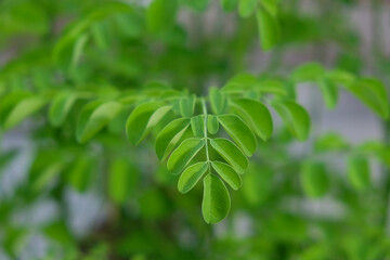 Close up of green Moringa leaves. Fresh Moringa leaves for vegetables