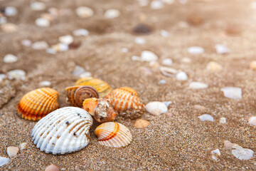 natural shells on the seashore close-up. Beach summer background