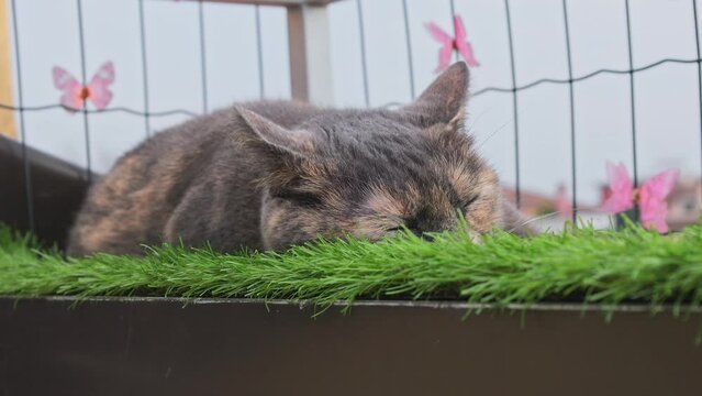gattina sul terrazzo di casa, kitten on the terrace of the house