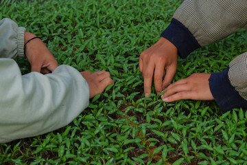 Closed up of hands working in the nursery. Chili breeding. Sorting chili seeds