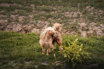 happy mixed breed dog lying down on grass
