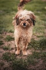happy mixed breed dog lying down on grass
