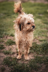 happy mixed breed dog lying down on grass
