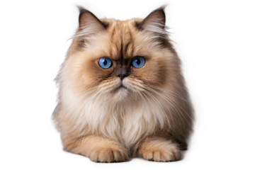 A rear view of a fluffy cat sitting, with a transparent box over its head on a white background, png