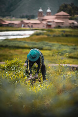 people working on the farm in the Peruvian Andes, Cusco, Andes, Pope, peasant