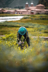 people working on the farm in the Peruvian Andes, Cusco, Andes, Pope, peasant