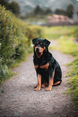 rottweiler dog beautiful portrait spring green park

